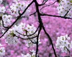 Tapeta Nature Flowers 546.jpg